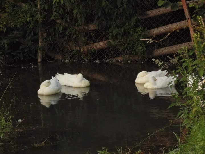 Floare De Maramures 2 Máramarossziget Kültér fotó