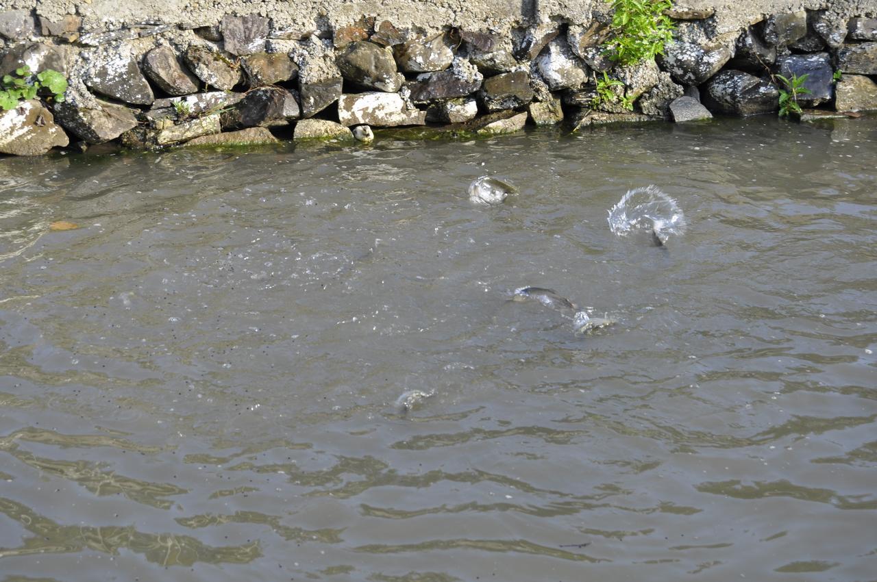 Floare De Maramures 2 Máramarossziget Kültér fotó